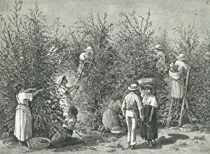 Costa Rica Prints: Workers Picking Ripe Berries from Trees