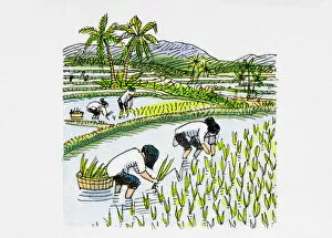 Images Dated 7th February 2008: Workers in rice field