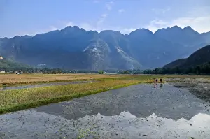 Southeast Prints: Workers in a rice field, Mai Chau
