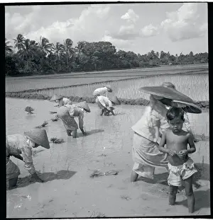 Workers in Rice Paddy