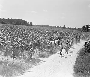 Tobacco Prints: Workers In Tobacco Fields