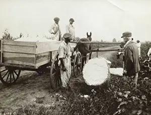 Workers Weighing Cotton