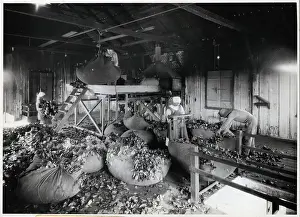 Brazilian Prints: Workers Weighing Yerba Matte Leaves