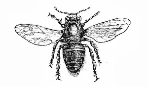 Images Dated 21st March 2016: Working bee