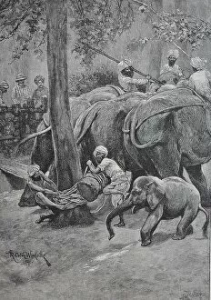 Captivity Collection: A working elephant is tied to a palm tree, India, Historic, digital reproduction of an original