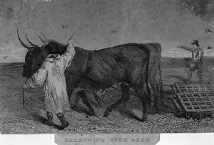 Working Oxen