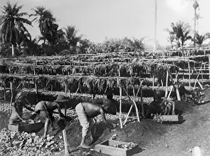 West Prints: Working on a Tobacco Plantation