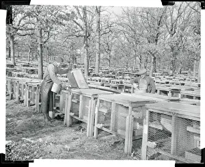 Cary Prints: Workmen Feeding Minks
