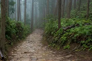 Single Lane Road Prints: World heritage of Japan, Kumano old road