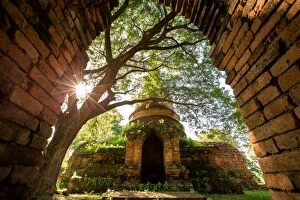 Tropical Tree Gallery: World heritage Kamphaeng Phet historical park in Thailand