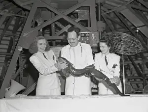 Instrument Panel Prints: World's Fair Employees Holding Eel