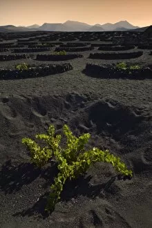 Images Dated 11th August 2014: Worldwide unique cultivation method, dry cultivation, enarenado method, on volcanic ash, lava