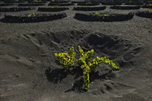 Images Dated 11th August 2014: Worldwide unique viniculture, vines growing in dry pits on volcanic ash, lava