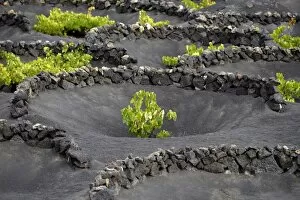 Images Dated 9th August 2014: Worldwide unique viniculture, vines growing in dry pits on volcanic ash, lava