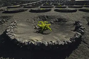 Vitaceae Prints: Worldwide unique viniculture, vines growing in dry pits on volcanic ash