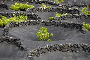 Worldwide unique viniculture, vines growing in dry pits on volcanic ash, lava, wine growing region of La Geria, Lanzarote, Canary Islands, Spain