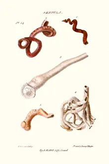 worm shells