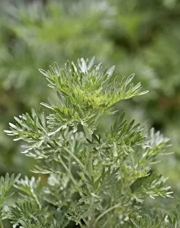 Images Dated 29th May 2010: Wormwood or absinthium -Artemisia absinthium-, herb, leaves, Germany, Europe