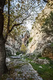 Delphi Prints: A worn and overgrown path in ancient Greece