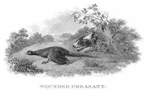 Images Dated 9th June 2015: Wounded pheasant engraving 1802