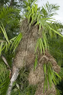 Ecuador Prints: Woven basket nests of Montezuma Oropendola -Psarocolius montezuma