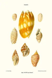 Mollusc Prints: wreath shells