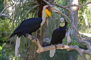 Adult Animal Gallery: Wreathed hornbill -Aceros undulatus-, pair, male in front, female behind, Bali, Indonesia