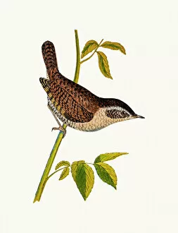 The History of British Birds by Morris Collection: Wren bird