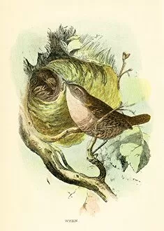 Wren Gallery: Wren bird engraving 1896