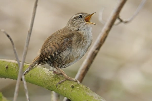 Wren Gallery: Wren -Troglodytes troglodytes-