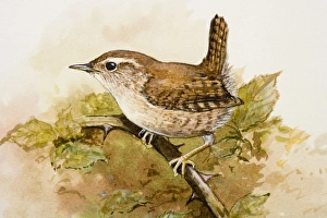 Wren Gallery: Wren (Troglodytidae), perching on a branch, side view