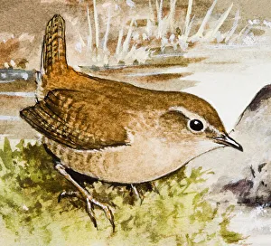 Wren Gallery: Wren (Troglodytidae), sitting in the grass, side view