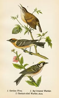 Wren Gallery: Wren and warbler bird lithograph 1890