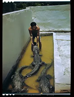 Wrestler Holding Jaws of Alligator Shut