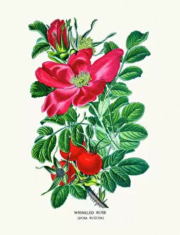 Single Flower Gallery: Wrinkled Rose (Rosa rugosa)