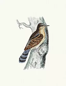 Images Dated 2nd June 2016: Wryneck bird