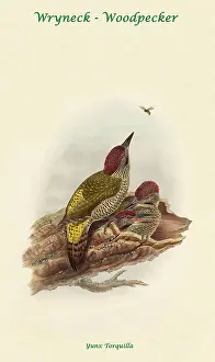 Beaks Prints: Wryneck - Woodpecker