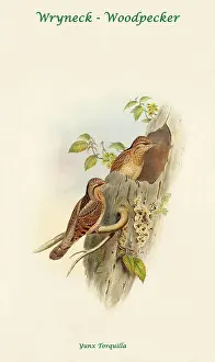 Beaks Prints: Wryneck - Woodpecker II