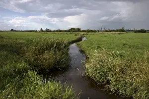 Wuemmewiesen Prints: Wuemmewiesen nature reserve, Bremen, Germany, Europe