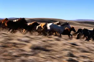 Wyoming. Other common names: cayuse, bronco. Feral horse breed found in Mexico and plains
