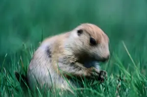 Wyoming. Stout, short-legged rodent in same family as squirrels. 30-43cm (12-17in) long