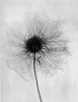 Flowers and Plants Inside Out Collection: X-Ray Dahlia