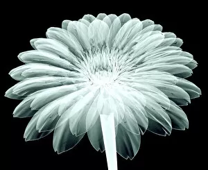 Images Dated 8th October 2015: x-ray image of a flower isolated on black, the ge