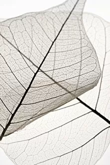 Delicate Gallery: X-ray of leaves