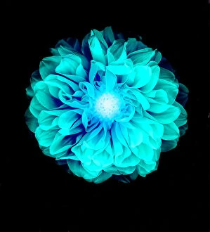 Delicate Gallery: X-ray like image of a flower