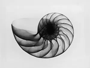 Hulton Archive Prints: X-Ray Nautilus Shell