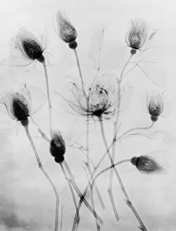 Flowers and Plants Inside Out Collection: X-Ray Eight Roses
