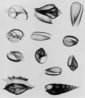 Hulton Archive Prints: X-Ray Twelve Shells