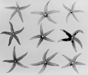 Hulton Archive Prints: X-Ray Starfish