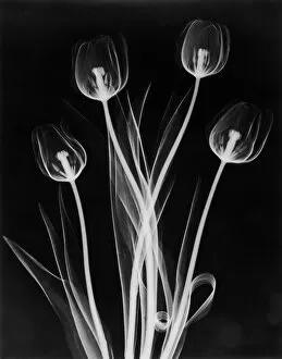 Flowers and Plants Inside Out Gallery: X-Ray Tulips On Black